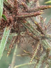 Tetranychus lintearius