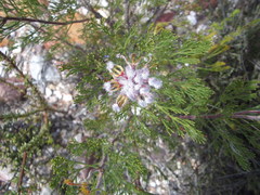 Serruria balanocephala