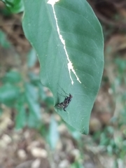 Athericidae
