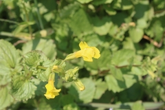 Erythranthe