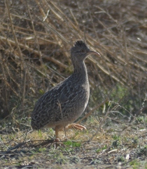Nothoprocta pentlandii