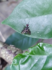 Athericidae