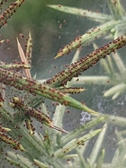 Tetranychus lintearius