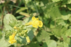Erythranthe