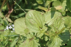 Erythranthe