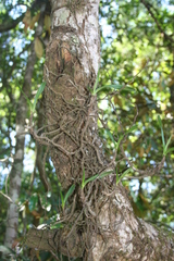Tridactyle bicaudata bicaudata