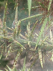 Tetranychus lintearius