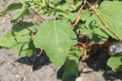 Xanthium