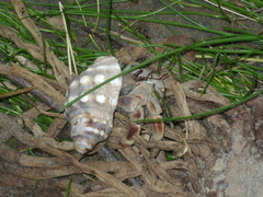 Coenobita violascens