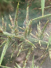 Tetranychus lintearius