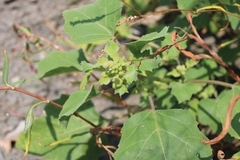 Xanthium