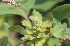 Xanthium
