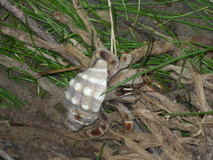 Coenobita violascens