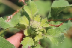 Xanthium