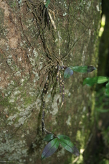Polystachya fusiformis