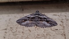 Chrysolarentia
