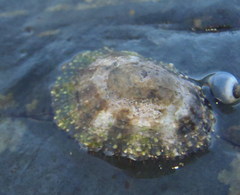 Scutellastra granularis