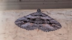 Chrysolarentia