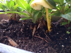 Leucocoprinus birnbaumii image