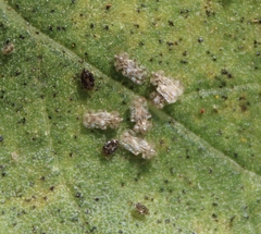 Corythucha