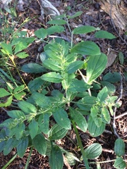 Lithospermum tuberosum