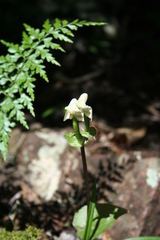 Disperis lindleyana