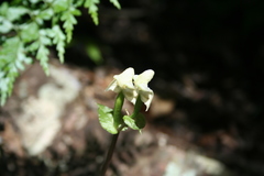 Disperis lindleyana