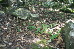 Disperis lindleyana