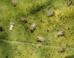 Corythucha
