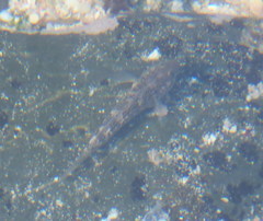 Psammogobius knysnaensis