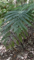 Cyathea costaricensis