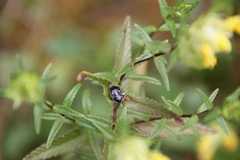 Adomerus biguttatus