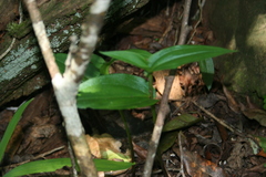 Brownleea coerulea