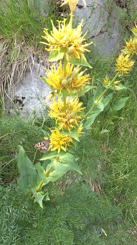 Žuti srčanik (Gentiana lutea)