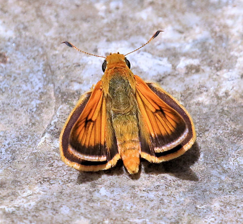 Delaware Skipper
