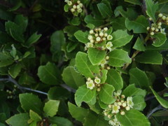 Maytenus procumbens