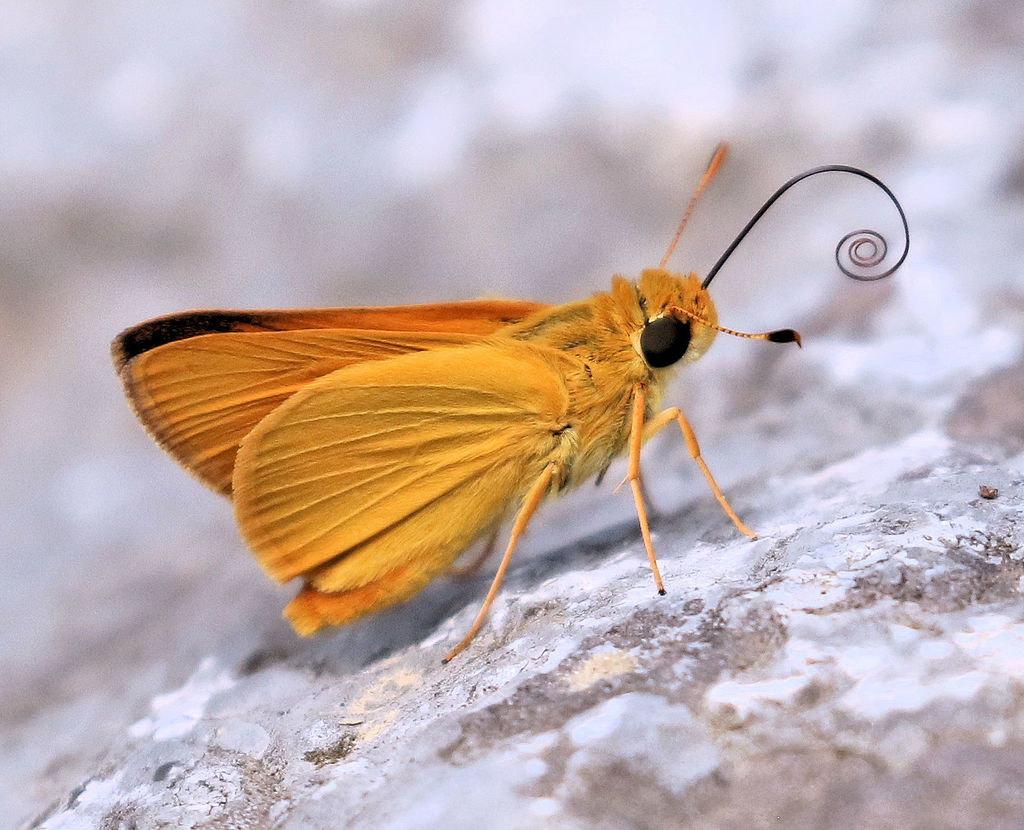 Hesperiini
