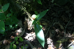 Brownleea coerulea
