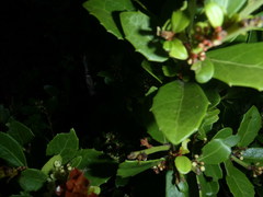 Maytenus procumbens