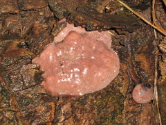 Naematelia encephala