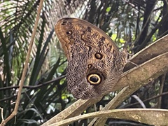 Caligo brasiliensis