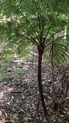 Cyathea costaricensis