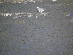 Columbina talpacoti