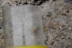 Catoptria combinella