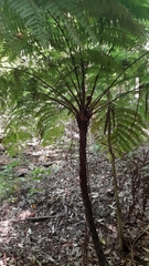 Cyathea costaricensis