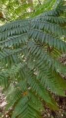 Cyathea costaricensis