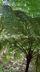 Cyathea costaricensis