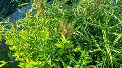 Dianthera secunda
