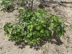 Cnidoscolus maculatus