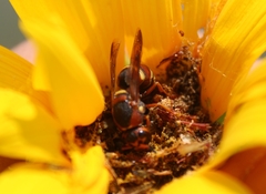 Euodynerus hidalgo
